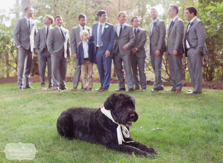 Great photo of Juno, the Bouvier des Flandres dog with this wedding party.