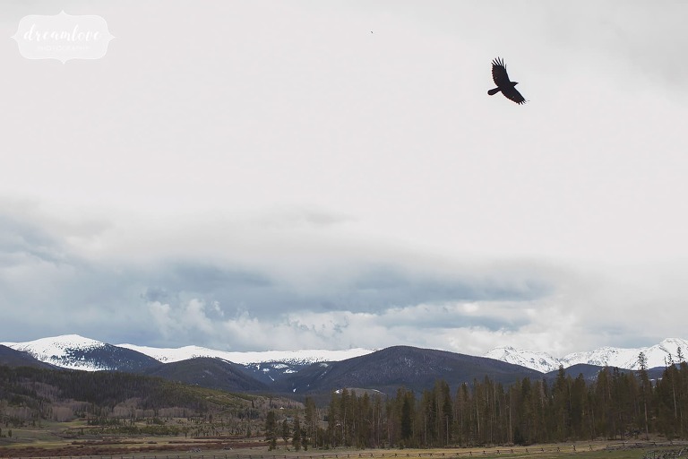 Raven flies over mountains at Devil's Thumb horse ranch venue.