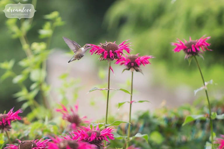 A hummingbird feeds on a bee balm flower during Shelburne Falls engagement photography session.