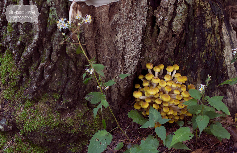 A clump of yellow mushrooms at the base of a tree during an engagement photo session in MA.