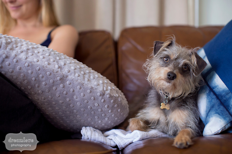 Funny photo of a confused terrier dog on the couch with new baby.