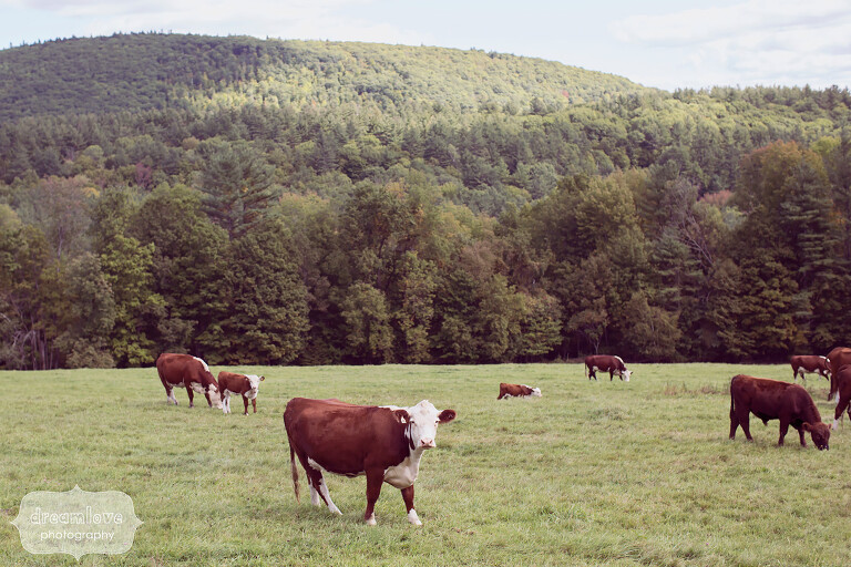 Cows graze in the fields next to the Warfield House wedding venue in the Berkshires.