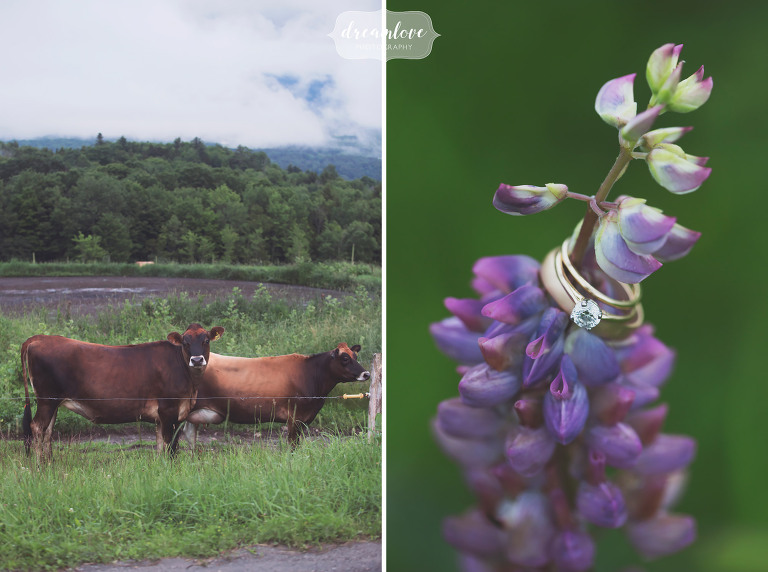 Jersey cows pose for a photo next to a lupine with the wedding rings in Stowe, VT.