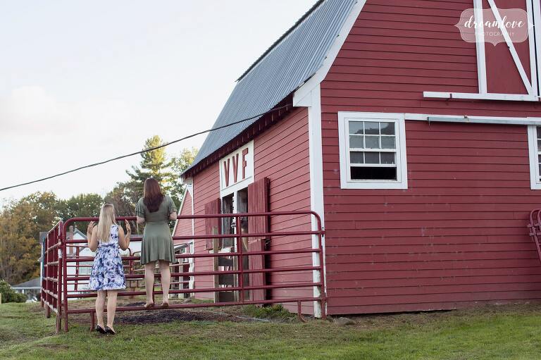 Guests spy on the alpacas at this farm wedding in western MA.