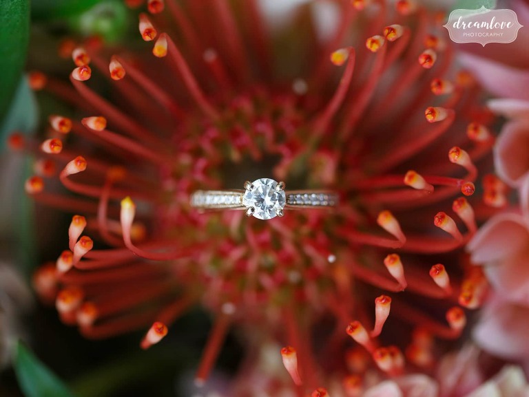 Wedding engagement ring in a red protea flower for our best New England photography post.