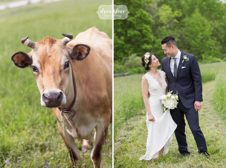 Farm wedding with cows in Hudson Valley, NY.
