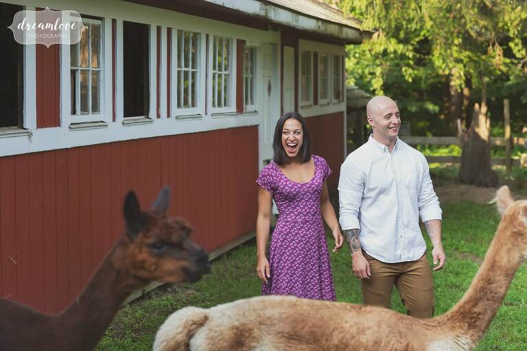 The couple is surprised by alpacas during their southern VT engagement photo session.