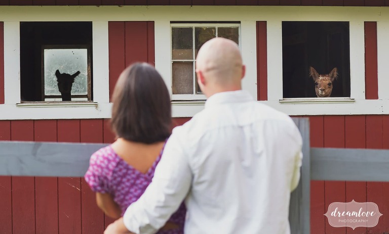 Great photo of couple looking at two alpacas in a red barn.