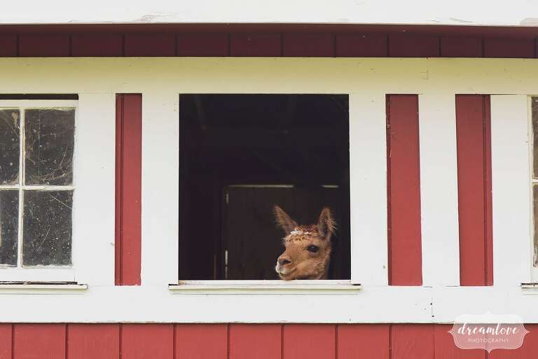 Brown alpaca looks out of red barn window at West Mountain Inn.