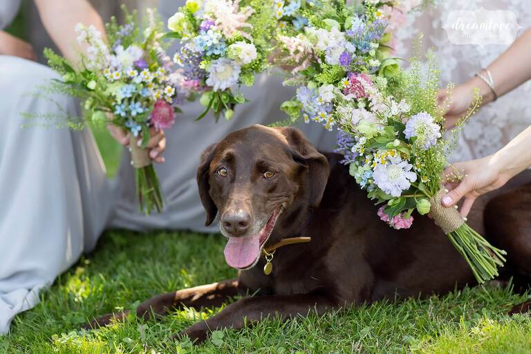 Chocolate lab at wedding with flowers around her