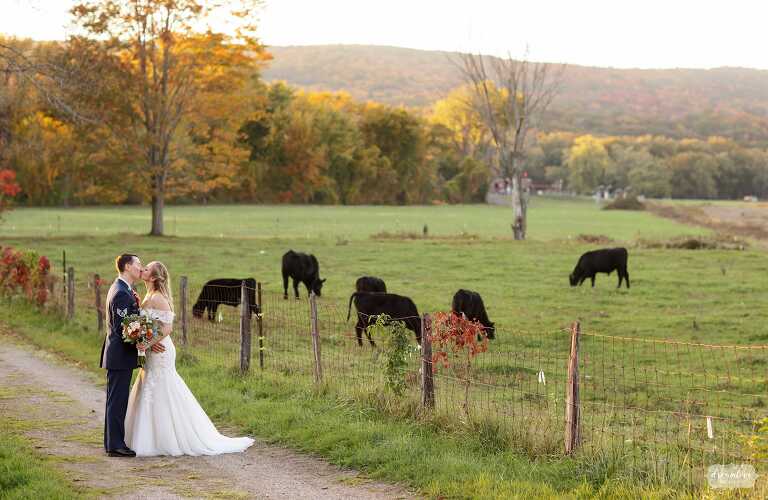 Bride and groom kiss next to cow field in Deerfield, MA.